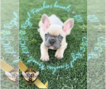Puppy LV French Bulldog