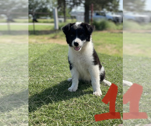 Border Collie Puppy for sale in EARLY, TX, USA
