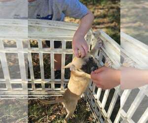Charlie Pup *LOCAL* *MEET ME* - Male French Bulldog-Unknown Mix Dog for Adoption - Photo #3