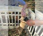 Small Photo #3 French Bulldog-Unknown Mix Puppy For Sale in Wakefield, RI, USA