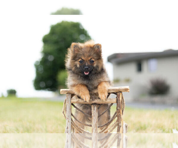 Medium Photo #3 Pomeranian Puppy For Sale in WARSAW, IN, USA