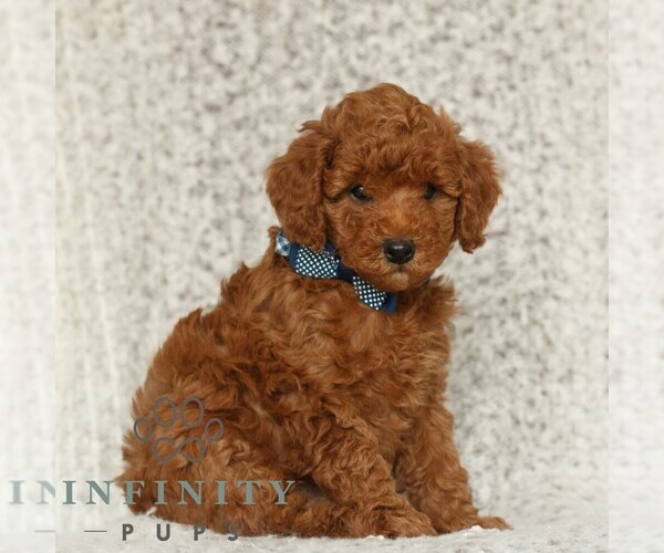 Medium Photo #2 Poodle (Toy) Puppy For Sale in NEW HOLLAND, PA, USA