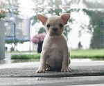 Puppy Maskoff AKC French Bulldog