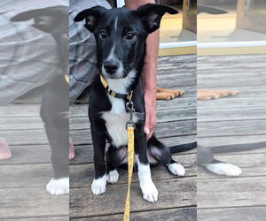Winston - Male Mutt Dog for Adoption - Photo #2