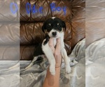 Small Photo #16 Chizer Puppy For Sale in MONTEZUMA, GA, USA