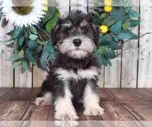 Schnoodle (Miniature) Puppy for sale in MOUNT VERNON, OH, USA
