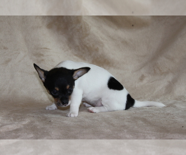 Medium Photo #8 Chihuahua Puppy For Sale in HUDSONVILLE, MI, USA