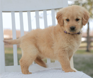 Golden Retriever Puppy for sale in FREDONIA, KY, USA