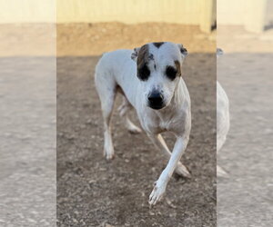 Radar - Female American Pit Bull Terrier-Unknown Mix Dog for Adoption - Photo #6