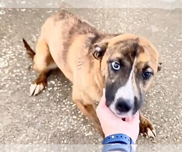 Medium Photo #2 Catahoula Leopard Dog Puppy For Sale in Houston, TX, USA