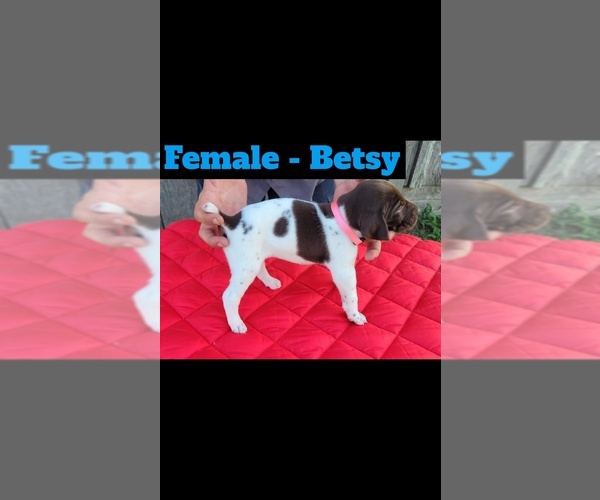 Medium Photo #4 German Shorthaired Pointer Puppy For Sale in EDENTON, NC, USA