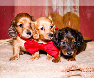 Dachshund Puppy for Sale in WAKARUSA, Indiana USA