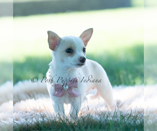 Medium Photo #112 Chihuahua Puppy For Sale in WARSAW, IN, USA