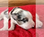 Small #3 Australian Shepherd