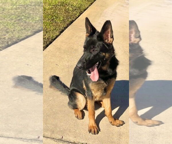 Medium Photo #4 German Shepherd Dog Puppy For Sale in Plantation, FL, USA