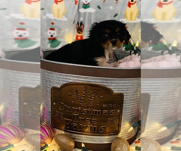 Medium Photo #6 Cavalier King Charles Spaniel Puppy For Sale in CINCINNATI, OH, USA