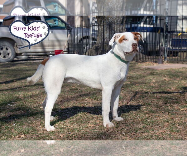 Medium Photo #2 American Staffordshire Terrier-Retriever  Mix Puppy For Sale in Lee's Summit, MO, USA