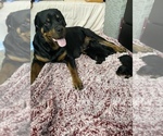 Small Photo #14 Rottweiler Puppy For Sale in FREEPORT, NY, USA