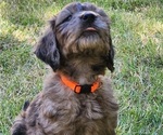 Small #1 Doodle-Goldendoodle Mix