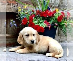 Golden Retriever Puppy for sale in DRY RUN, PA, USA