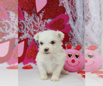 Small Photo #5 Maltese Puppy For Sale in CHANUTE, KS, USA