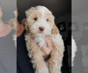Lhasa Apso Puppy for sale in PHOENIX, AZ, USA