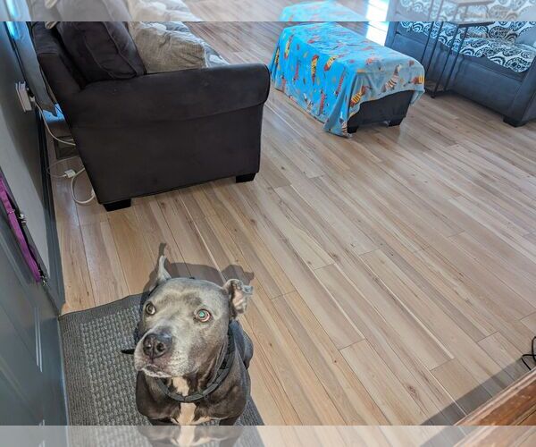 Medium Photo #5 Mutt Puppy For Sale in Ball Ground, GA, USA