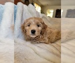 Small #3 Lhasa Apso