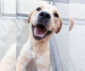 Labrador Retriever-Unknown Mix Dogs for adoption in Hilton Head, SC, USA