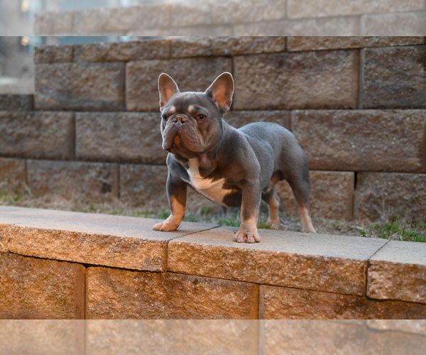 Medium Photo #3 French Bulldog Puppy For Sale in DECATUR, GA, USA