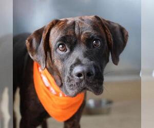 Boxer-Unknown Mix Dogs for adoption in San Antonio, TX, USA