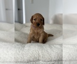 Small Photo #3 Goldendoodle Puppy For Sale in VANCOUVER, WA, USA