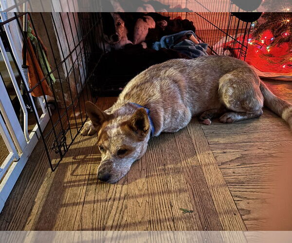 Medium Photo #2 Mutt Puppy For Sale in Garden City, NY, USA