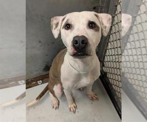 Boxer-Unknown Mix Dogs for adoption in Conroe, TX, USA