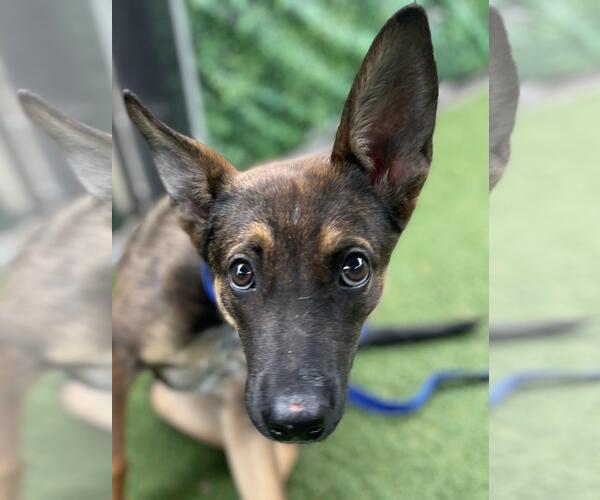 Medium Photo #1 German Shepherd Dog-Unknown Mix Puppy For Sale in Woodland, CA, USA