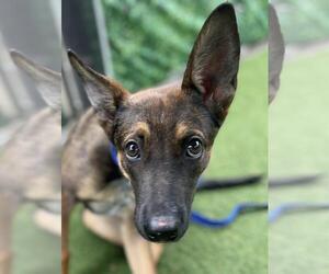 German Shepherd Dog-Unknown Mix Dogs for adoption in Woodland, CA, USA