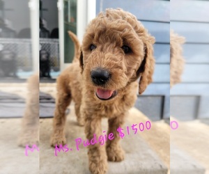 Goldendoodle mix (+ Poodle Standard) Puppy for sale in SAN DIEGO, CA, USA