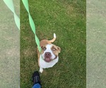 Small #2 Mutt