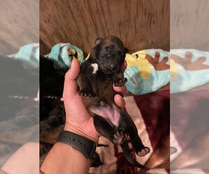Belgian Malinois Puppy for sale in GLENWOOD, OR, USA