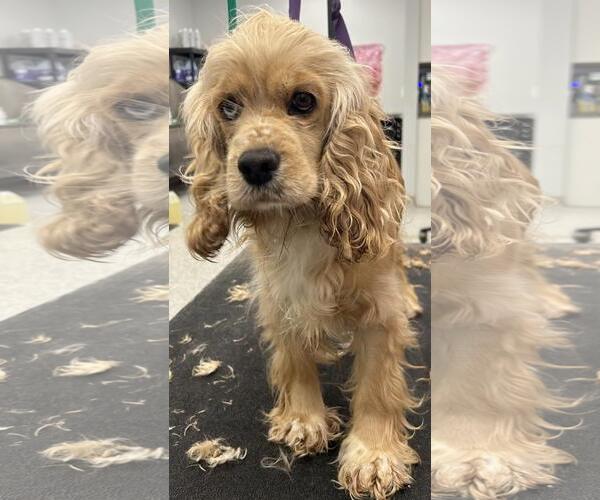 Medium Photo #4 Cocker Spaniel Puppy For Sale in Westminster, MD, USA