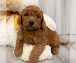 Medium Goldendoodle-Poodle (Miniature) Mix