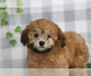Shih-Poo Puppy for sale in MARIETTA, GA, USA