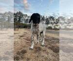 Small Photo #6 German Shorthaired Pointer Puppy For Sale in VACAVILLE, CA, USA