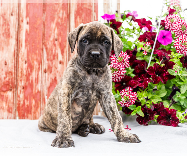 Medium Photo #4 Mastiff Puppy For Sale in WAKARUSA, IN, USA