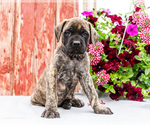 Small Photo #4 Mastiff Puppy For Sale in WAKARUSA, IN, USA