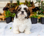 Small #1 Shih Tzu