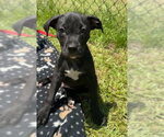 Small #1 Labrador Retriever Mix