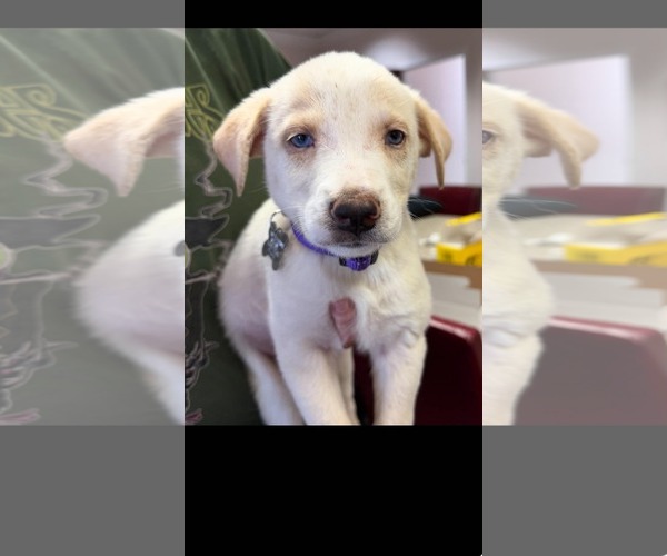 Medium Photo #1 Siberian Husky-Unknown Mix Puppy For Sale in Holly Springs, NC, USA