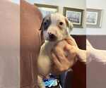 Small #3 American Staffordshire Terrier Mix