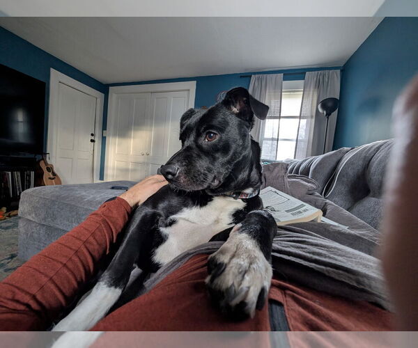 Medium Photo #7 Labrador Retriever Puppy For Sale in FRAMINGHAM, MA, USA